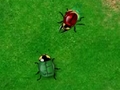 Beetle Wars online spielen