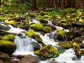 Wald Wasserfälle online spielen