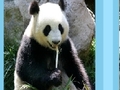 Panda Puzzle online spielen