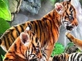 Lustige Tiger online spielen