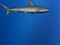 Verlorene Shark online spielen