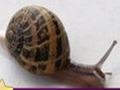 Snail: Puzzle online spielen