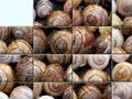 Puzzle mit Schnecken online spielen