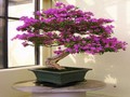 Bougainvillea Puzzle online spielen