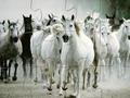 White Horse Jigsaw online spielen