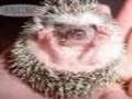 Stoned hedgehog online spielen